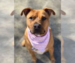 Small #1 Staffordshire Bull Terrier Mix