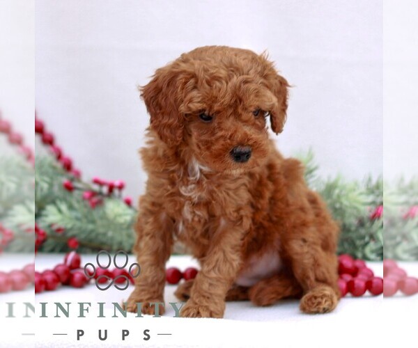 Medium Photo #3 Goldendoodle (Miniature) Puppy For Sale in NARVON, PA, USA