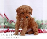 Small #2 Goldendoodle (Miniature)