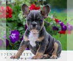 Image preview for Ad Listing. Nickname: Layla