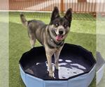 Small Siberian Husky Mix