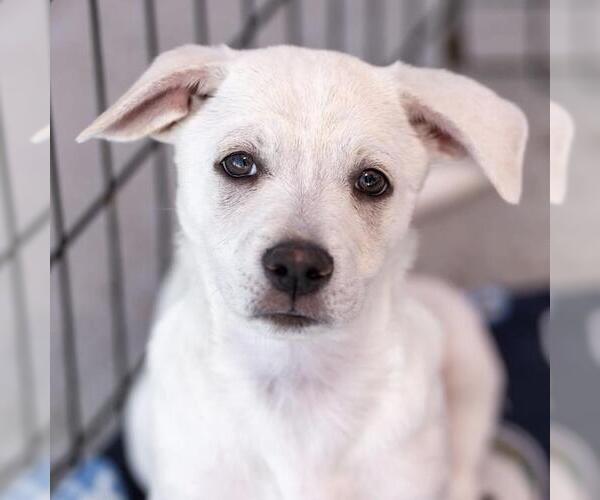 Medium Photo #11 Chihuahua-Unknown Mix Puppy For Sale in San Diego, CA, USA