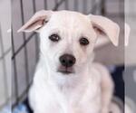 Small Photo #11 Chihuahua-Unknown Mix Puppy For Sale in San Diego, CA, USA