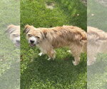 Small Border Terrier Mix