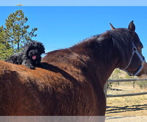 Medium Bernedoodle (Miniature)
