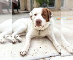 Small #4 Great Pyrenees Mix