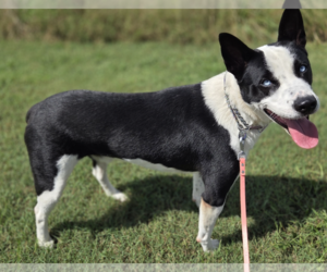 Sterling - Male Siberian Husky-Unknown Mix Dog for Adoption - Photo #3