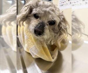 Poodle (Miniature) Dogs for adoption in Fremont, CA, USA