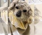 Small Poodle (Miniature)