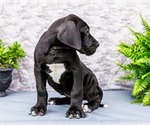 Small #3 Great Dane