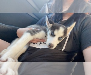 Siberian Husky Puppy for sale in HOLLYWOOD, FL, USA
