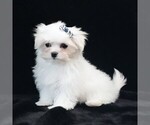 Small #3 Maltese