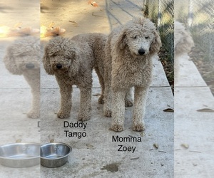 Mother of the Australian Labradoodle puppies born on 01/27/2023