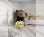 Small Photo #3 French Bulldog Puppy For Sale in OPP, AL, USA