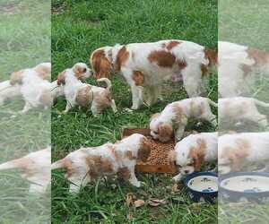Mother of the Cavalier King Charles Spaniel puppies born on 06/02/2021