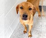 Small #1 Labrador Retriever Mix
