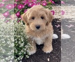 Small #1 Coton de Tulear-Poodle (Toy) Mix