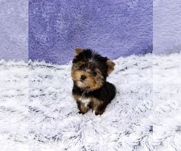Medium Photo #4 Yorkshire Terrier Puppy For Sale in SANDY HOOK, KY, USA