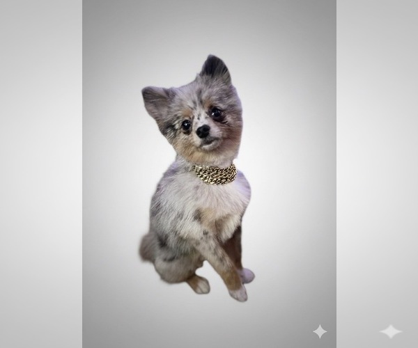 Medium Photo #1 Pomeranian Puppy For Sale in PHILADELPHIA, PA, USA