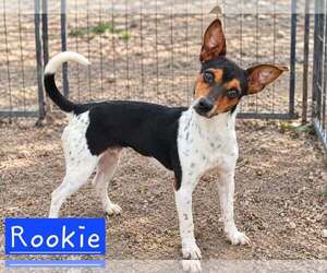 Rat Terrier-Unknown Mix Dogs for adoption in Minneapolis, MN, USA