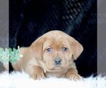 Small Photo #3 Labrador Retriever Puppy For Sale in GAP, PA, USA