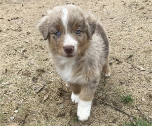 Medium Australian Shepherd