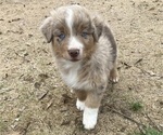 Puppy Charlie Australian Shepherd