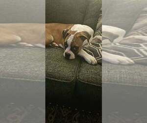 Boxer Puppy for sale in HIGHLAND LAKES, NJ, USA