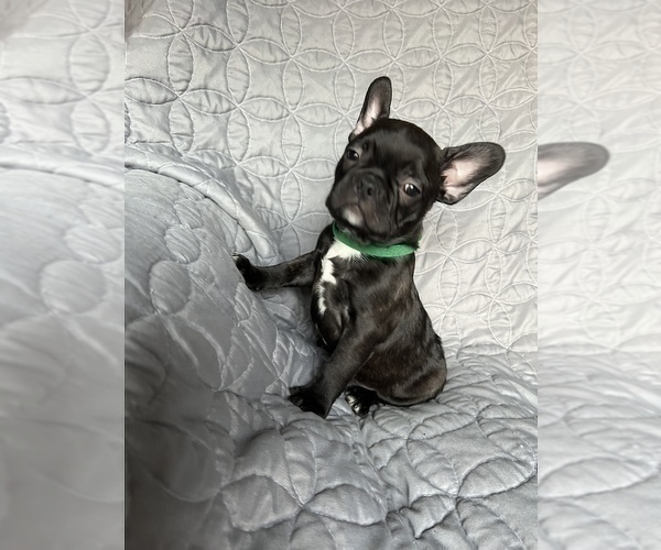 Medium Photo #16 Faux Frenchbo Bulldog Puppy For Sale in GREENEVILLE, TN, USA