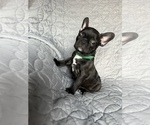 Small Photo #16 Faux Frenchbo Bulldog Puppy For Sale in GREENEVILLE, TN, USA