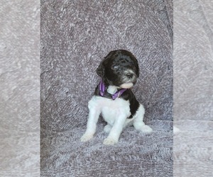 Poodle (Standard) Puppy for sale in CHARLES TOWN, WV, USA
