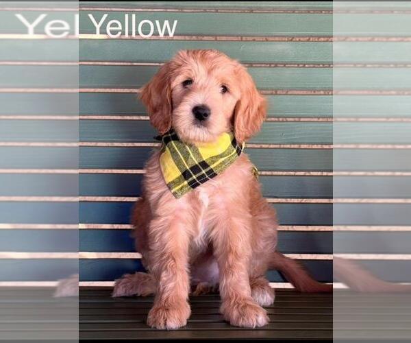Medium Photo #15 Double Doodle Puppy For Sale in HESPERIA, CA, USA