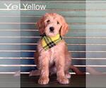Puppy 6 Double Doodle