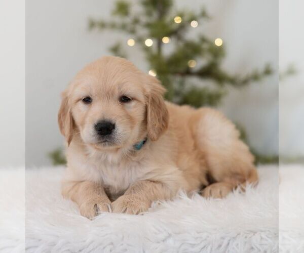 Medium Photo #5 Golden Retriever Puppy For Sale in NEWPORT, PA, USA