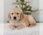 Small #4 Golden Retriever