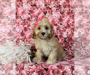 Australian Yorkshire Terrier Puppy for sale in QUARRYVILLE, PA, USA