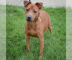 Small #2 German Shepherd Dog Mix