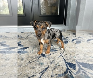 Jack Russell Terrier Puppy for sale in NORTH PORT, FL, USA