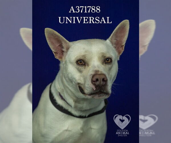 Medium Photo #2 Mutt Puppy For Sale in Stockton, CA, USA