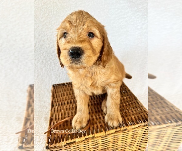 Medium Photo #2 Goldendoodle Puppy For Sale in BELLFLOWER, MO, USA