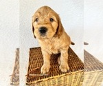 Small Photo #2 Goldendoodle Puppy For Sale in BELLFLOWER, MO, USA