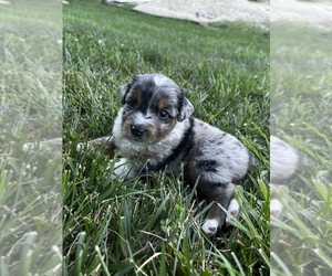 Miniature Australian Shepherd Puppy for sale in NEW HAVEN, MO, USA