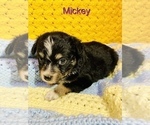 Small #1 Miniature Australian Shepherd