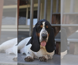 Father of the Basset Hound puppies born on 09/22/2025