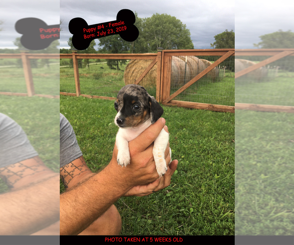 Medium Photo #5 Chiweenie Puppy For Sale in CONCORDIA, MO, USA