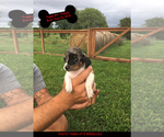 Small Photo #5 Chiweenie Puppy For Sale in CONCORDIA, MO, USA