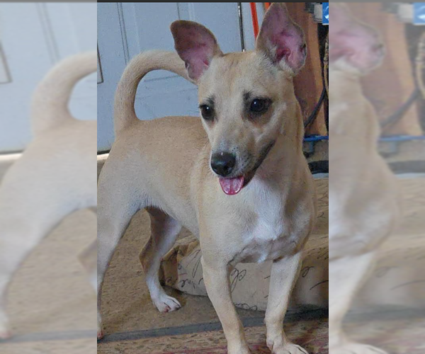 Medium Photo #2 Chiweenie Puppy For Sale in Cranston, RI, USA