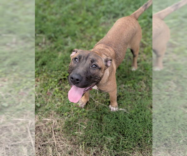 Medium Photo #3 Mastiff-Unknown Mix Puppy For Sale in Boston, MA, USA