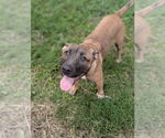 Small #2 Mastiff Mix