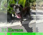 Small #12 Labrador Retriever Mix